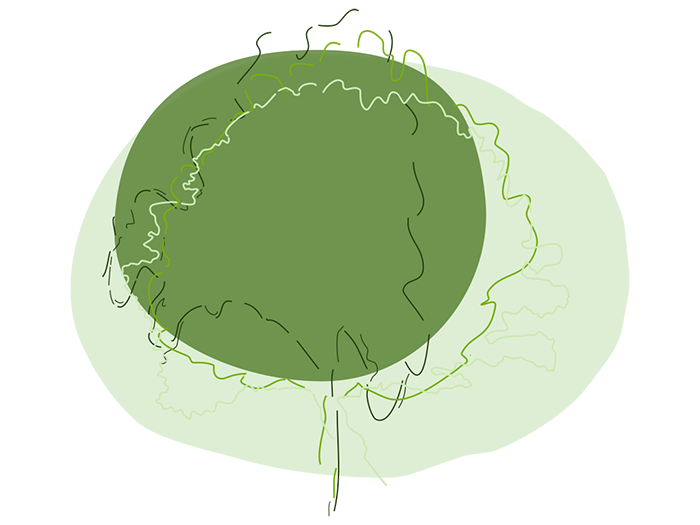 Treeful Logo. Ein dunkelgrüner Kreis auf einem hellgrünen Kreis mit einem gezeichneten Baum