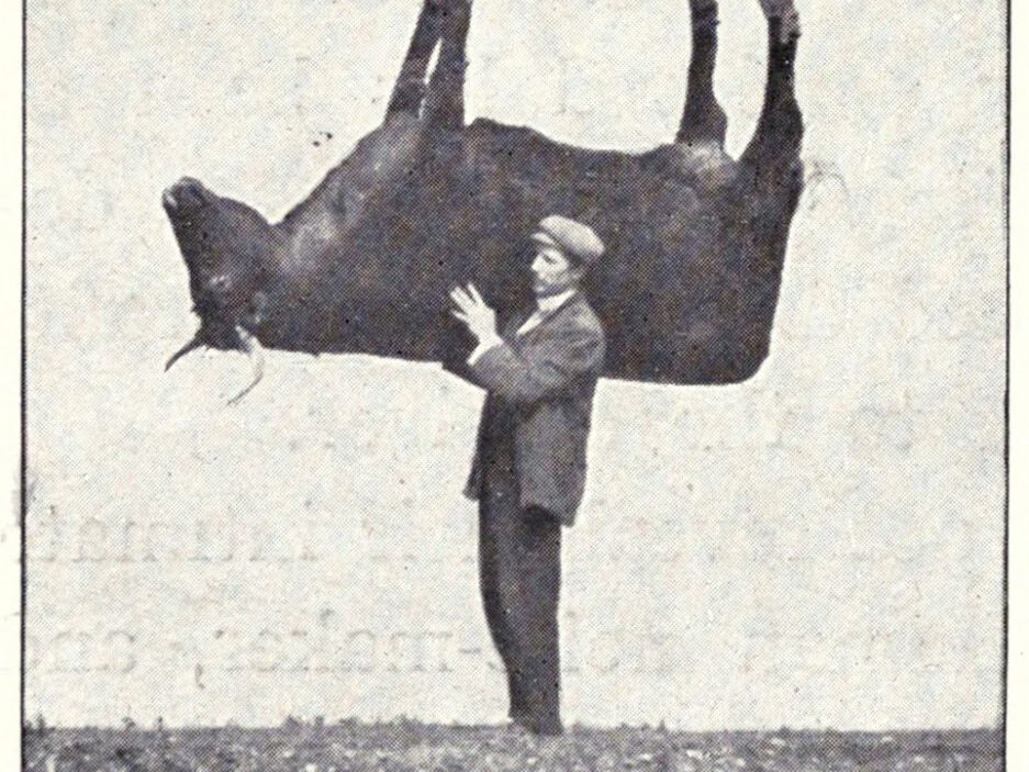 man lifts cow