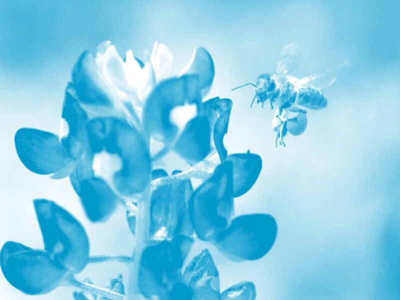 Eine Biene fliegt auf eine Blüte zu. Das Bild ist blau eingefärbt.