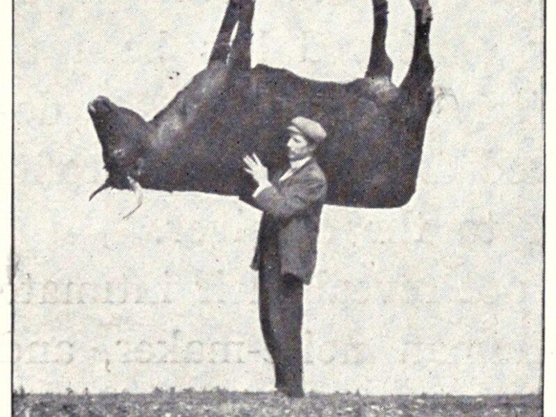 man lifts cow